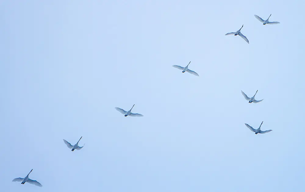 Spreading the wings for international growth.jpg